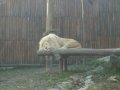 IMGP3352.JPG